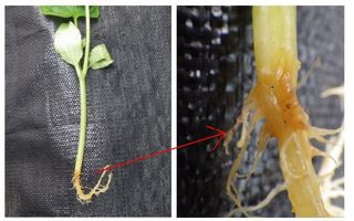 キュウリの苗が一晩で枯れました キュウリの苗を植え付けてから4 5日経って アグアグ 農業の知識が集まるq Aサイト