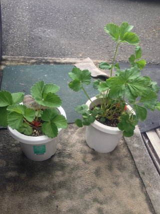 イチゴは日当たりの良い場所は必ずしもベストではないのですか アグアグ 農業の知識が集まるq Aサイト